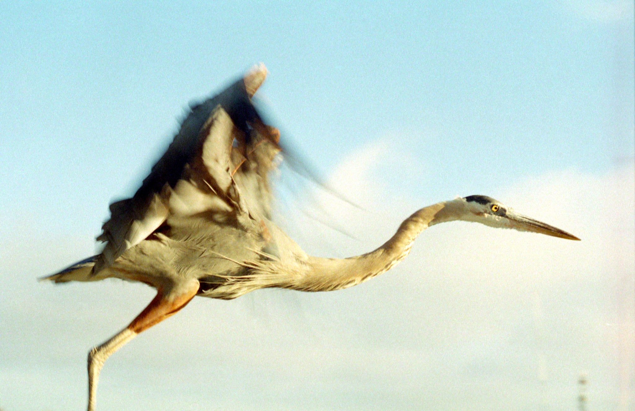 grey heron flying