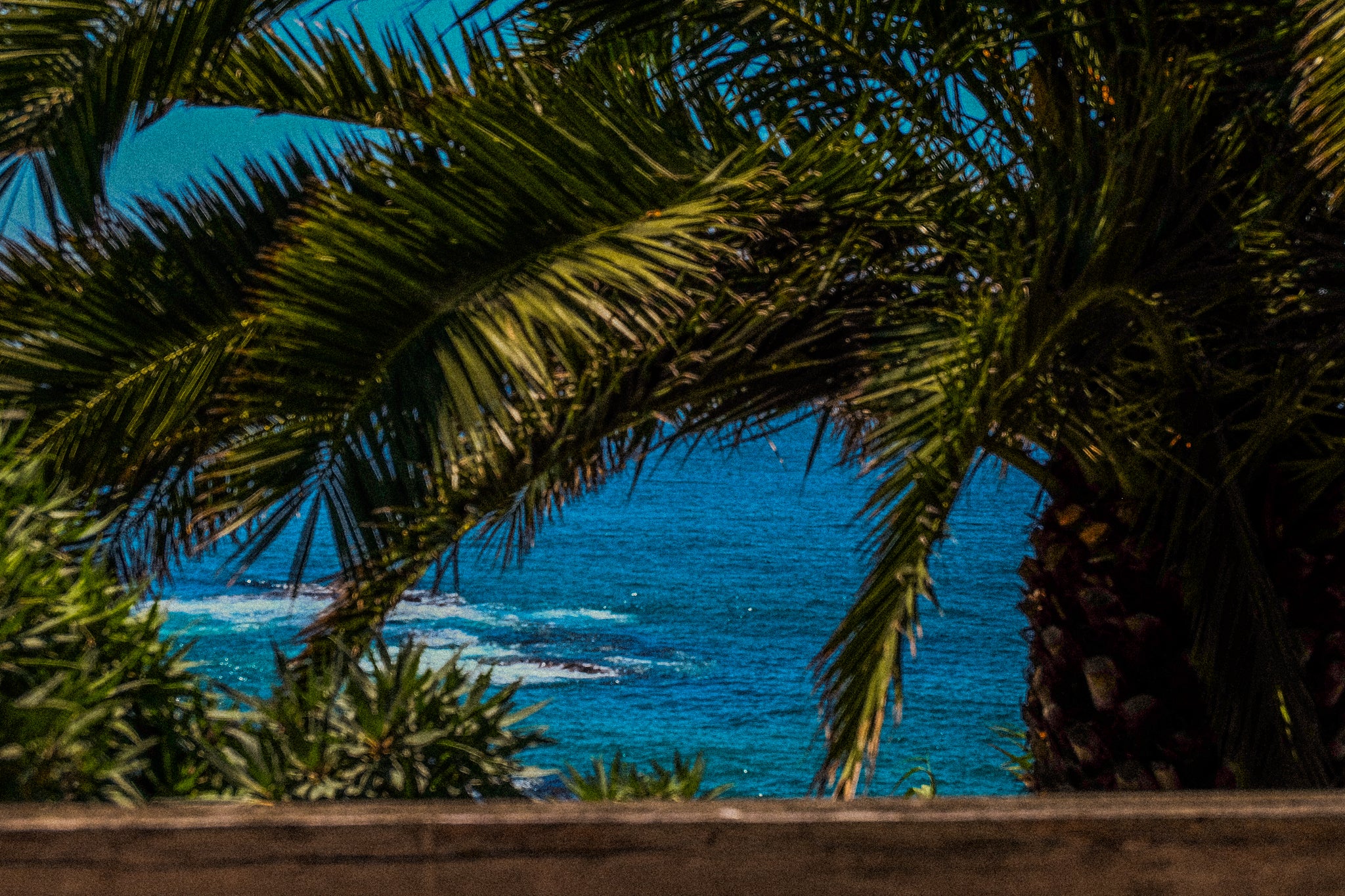 tree near beach